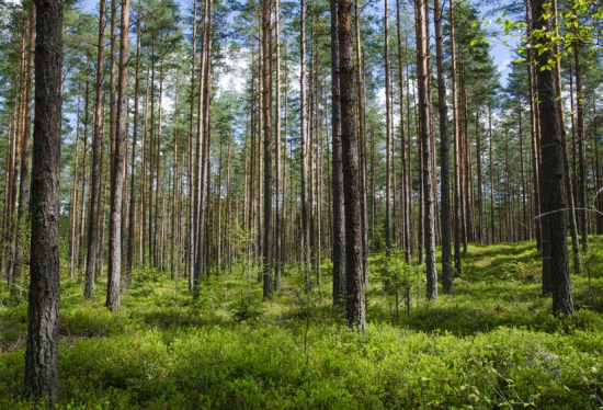 Pečlivě vybíráme suroviny pro naše dřevěná okna